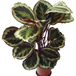 calathea