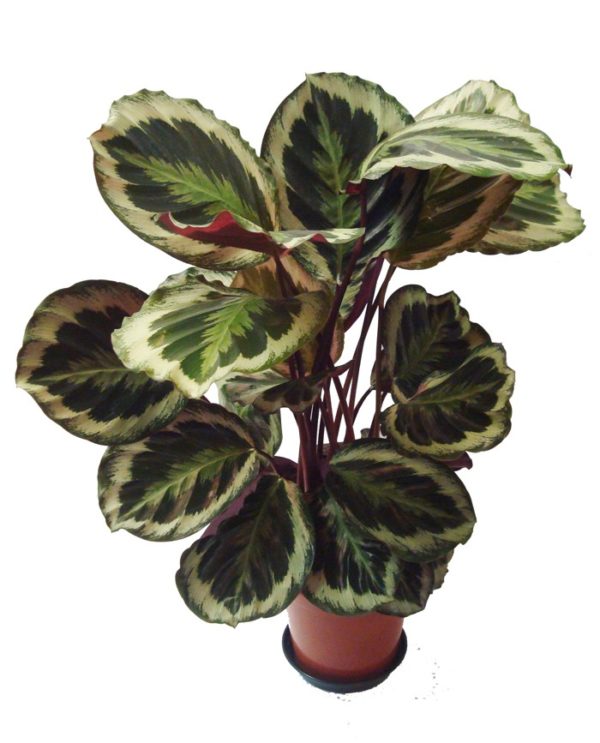 calathea