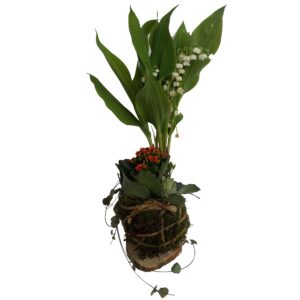 kokedama de muguet