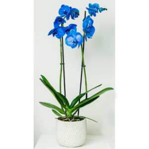 orchidée bleue pour les amateurs de plantes exeptionnelles
