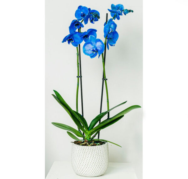 orchidée bleue pour les amateurs de plantes exeptionnelles