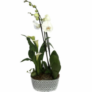 composition orchidée et calas