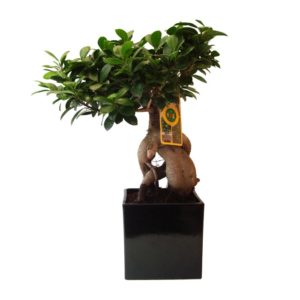 Ficus gingseng