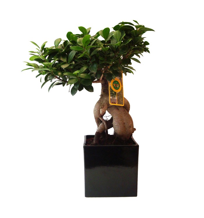 Ficus gingseng