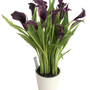 callas noir