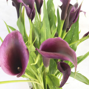 callas noir