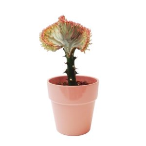 euphorbia lactea