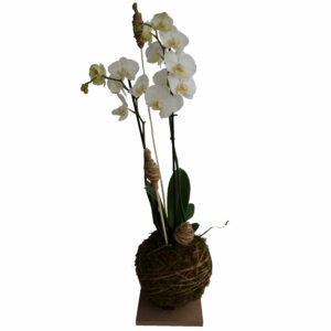 phalaenopsis sur base ronde