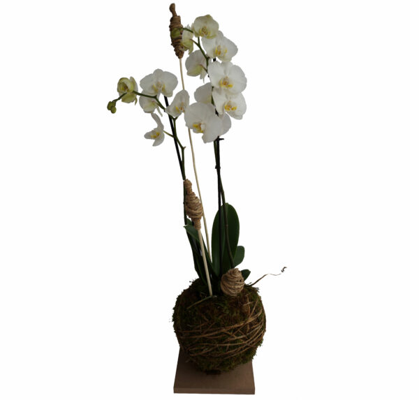 phalaenopsis sur base ronde