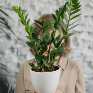 zamioculcas