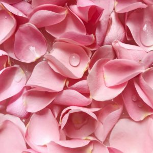 pétales de roses fraîches