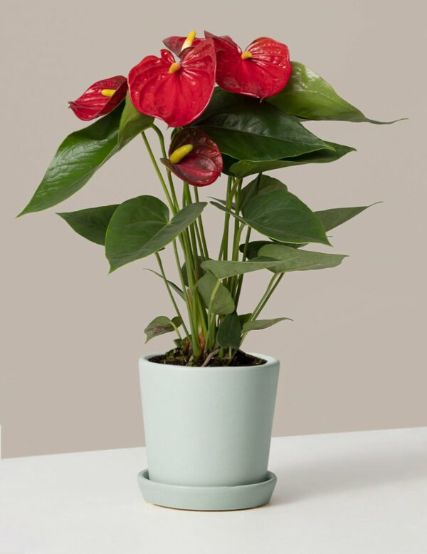 anthurium rouge