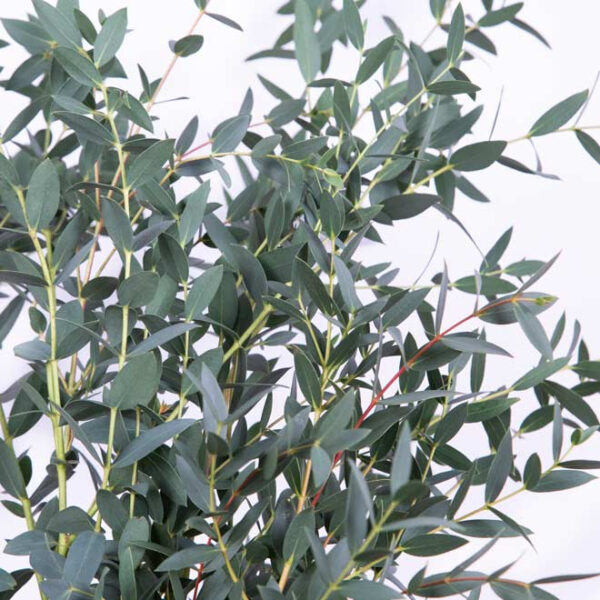 bouquet d'eucalytpus parvifolia