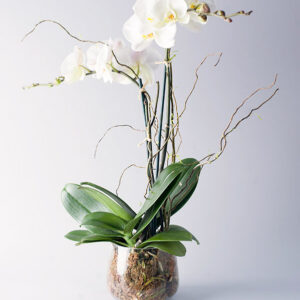 phalaenopsis blanche taille L