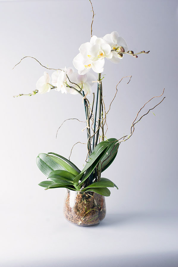 phalaenopsis blanche taille L