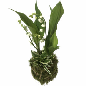 kokedama de muguet