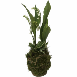 kokedama de muguet