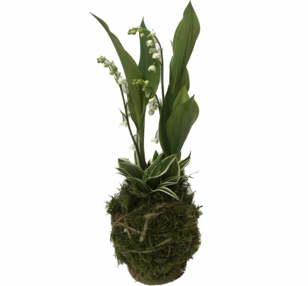 kokedama de muguet