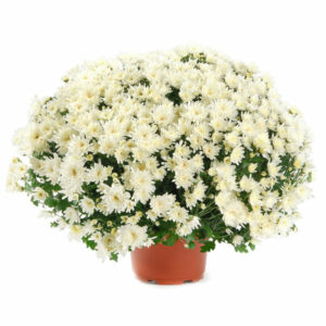 chrysanthème