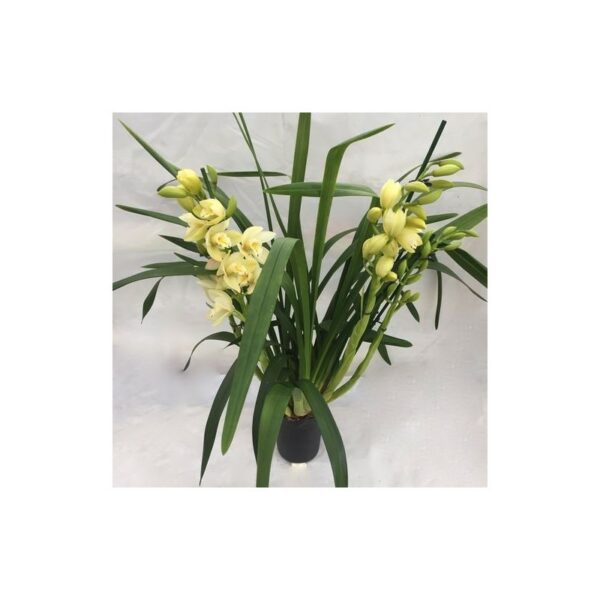 orchidée cymbidium