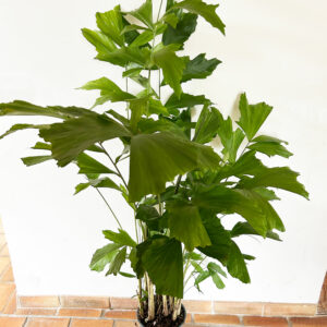 caryota plante d'intérieur