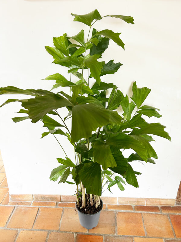 caryota plante d'intérieur